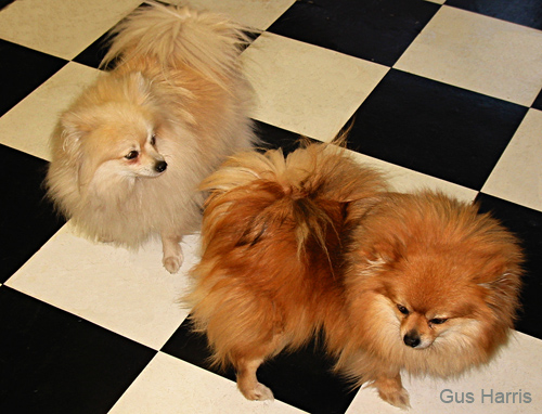 fs--White and Red Poms SB