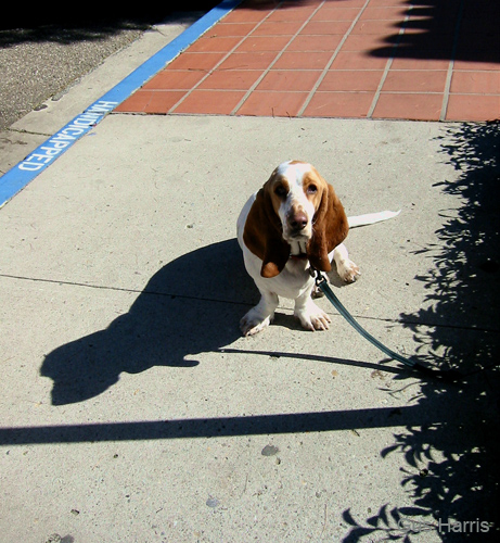 ft--Bassett Hound Shadow SB_8779 