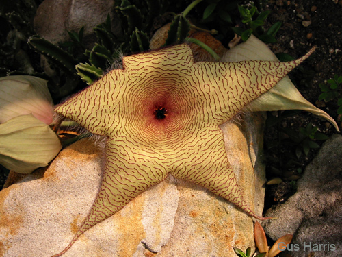 fv--Starfish Flower_7116