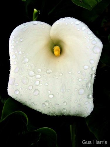 fw---Calla Lily Dew Drops SB_0260 