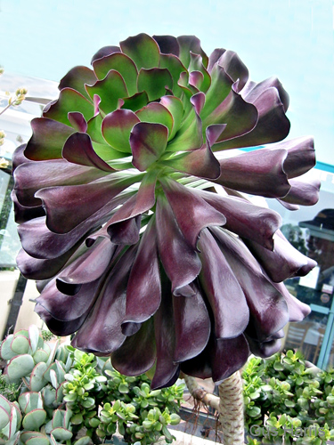 fx--Purple Succulent SB--_9069 