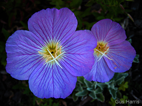 gab--Purple Flowers SB--_0078