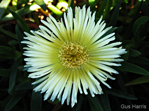 gaba--White Yellow Flower SB_0327