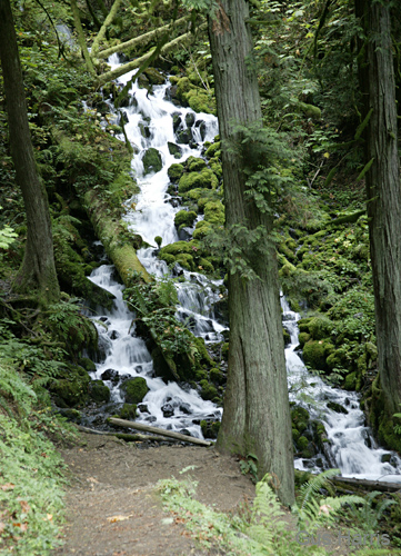 gb--Waterfall Path Columbia Gorge----DC1T7140