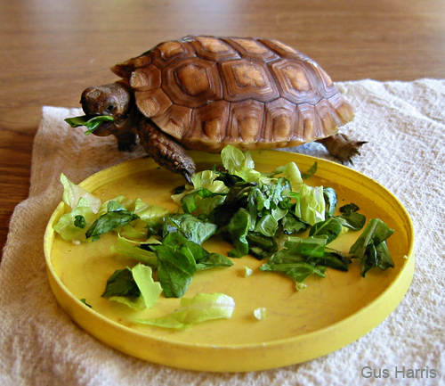 gd--Turtle Eating Lettuce Owens Valley Lone Pine_7583