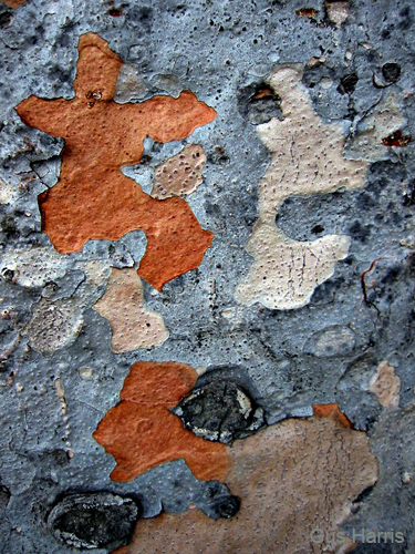 gf--Tree Bark SB--_2905