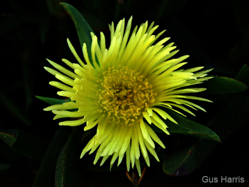 go----Bright Yellow Flower Evanston_0154