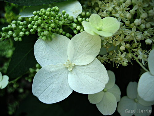 gx--White Flowers SB  _5991