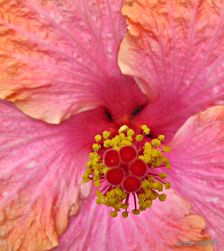 hf--Hibiscus Center Evanston_0197