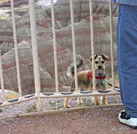 ap--Schnauzer Badlands--_0563