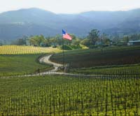 av--Flag Vineyard Winding Road Napa--DC1T4425