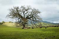 ax--Oak Tree Cows Napa Valley--DC1T4817