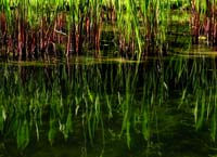 bq--Weed Reflections Huntington Pasadena_4960