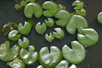 bra--Water Lillies--6139