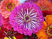 bva--Bright Colorful Flowers_0267