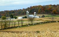 bx--Cows Corn Fields Lancaster Wisconsin--DC1T9314