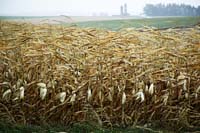 bz--Cornfield Silos Background LaCross Wis--DC1T8726