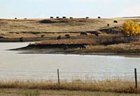 cd--Cows Going To Water Sioux Falls S Dak-- DC1T7526