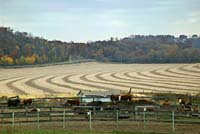 cka--Cows Field Rows Lansboro Minn--DC1T8280