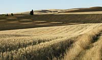 cka--Wheatfield Tractor Swirls Palouse--DC1T6900