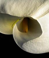 ckbba Calla Lily Darlemed_8290