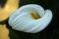 ckbc--Calla Lily--DC1T1595