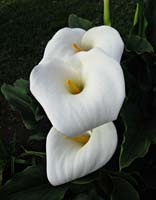 ckbca--Three Calla Lilies SB_8469