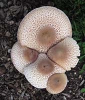 cla--Cluster of Mushrooms_7031