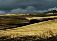 cmaa--Golden Wheat Fields Clouds--DC1T7952