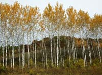 co--Aspen Trees W---DC1T9148