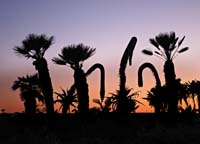 cya--Palm and Agave Silhouettes In Sunset_9208