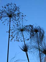 de--Wispy Flowers Alice Keck_0408