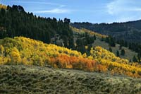 dx--Aspens Salmon River Idaho--DC1T0942JPG