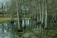 ef--Bayou Swamp Cypress Trees LA DC1T3464