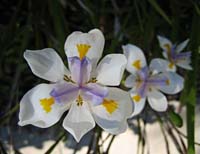 fl--White And Lavendar Flowers SB--_0325