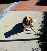 ft--Bassett Hound Shadow SB_8779 