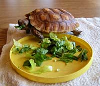 gd--Turtle Eating Lettuce Owens Valley Lone Pine_7583