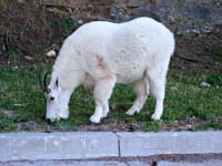 gn--White Goat Mount Rushmore_0599