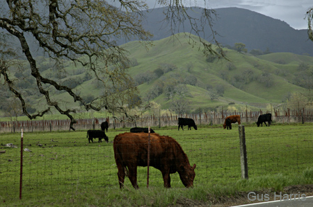 as Cows Eating Grass--DC1T4813