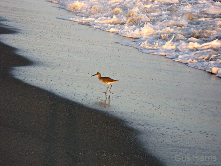 bx--Bird on Beach--IMG_2307