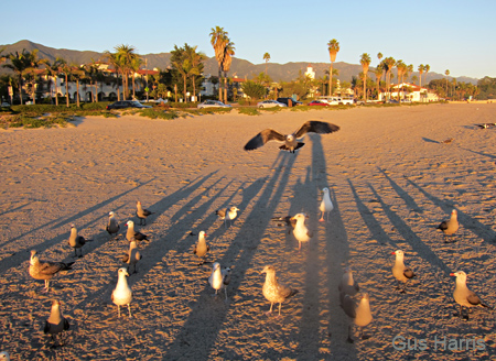 ca--Birds Shadpws Beach_2638