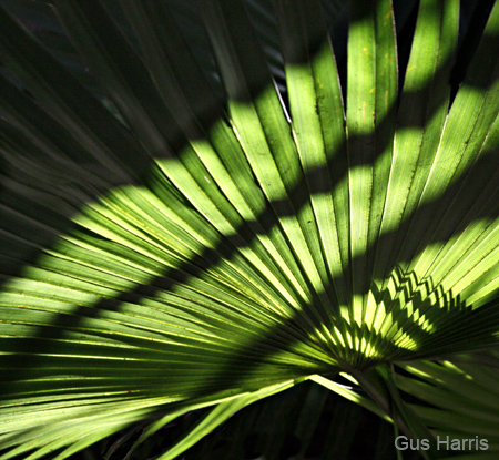 cg--Palm Leaf Shadows_5032