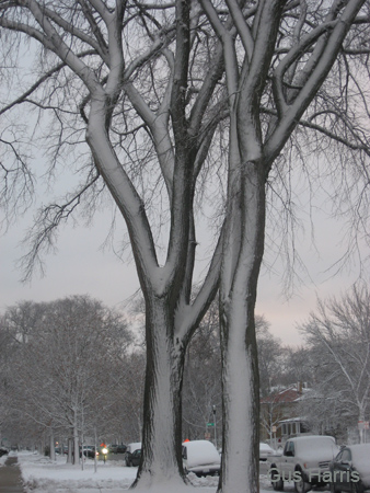 cm--Snow Trees_3344