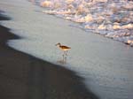 bx--Bird on Beach--IMG_2307