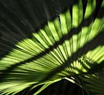 cg--Palm Leaf Shadows_5032