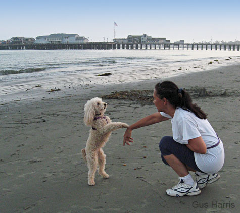 adPoodleStandingBeach_6763