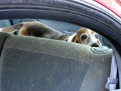 awBeaglePeekingBehind Car Seat_5971