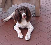 cpSpringerSpaniel_9199