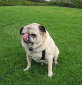 ejPug_6042