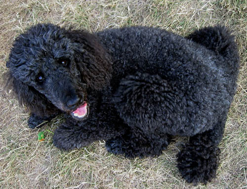 PoodleBlackIMG_6518rt